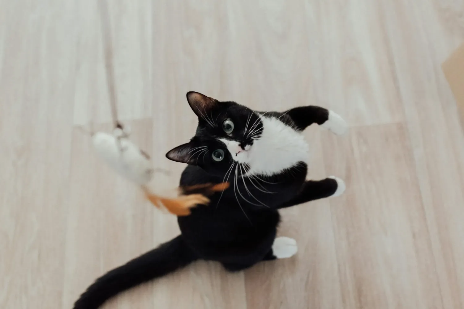 Pawtist Cat