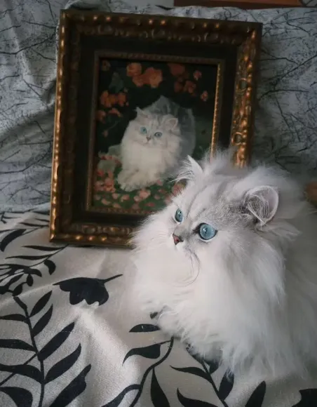 Pawtist cat